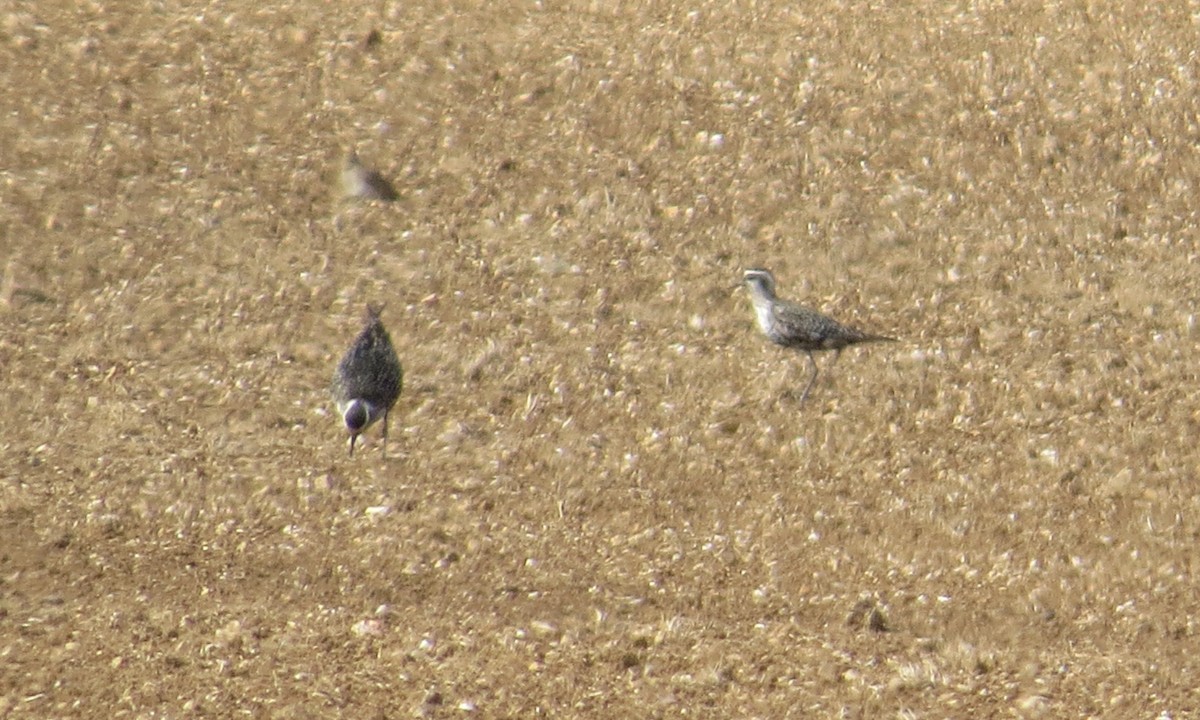 American Golden-Plover - ML642157976