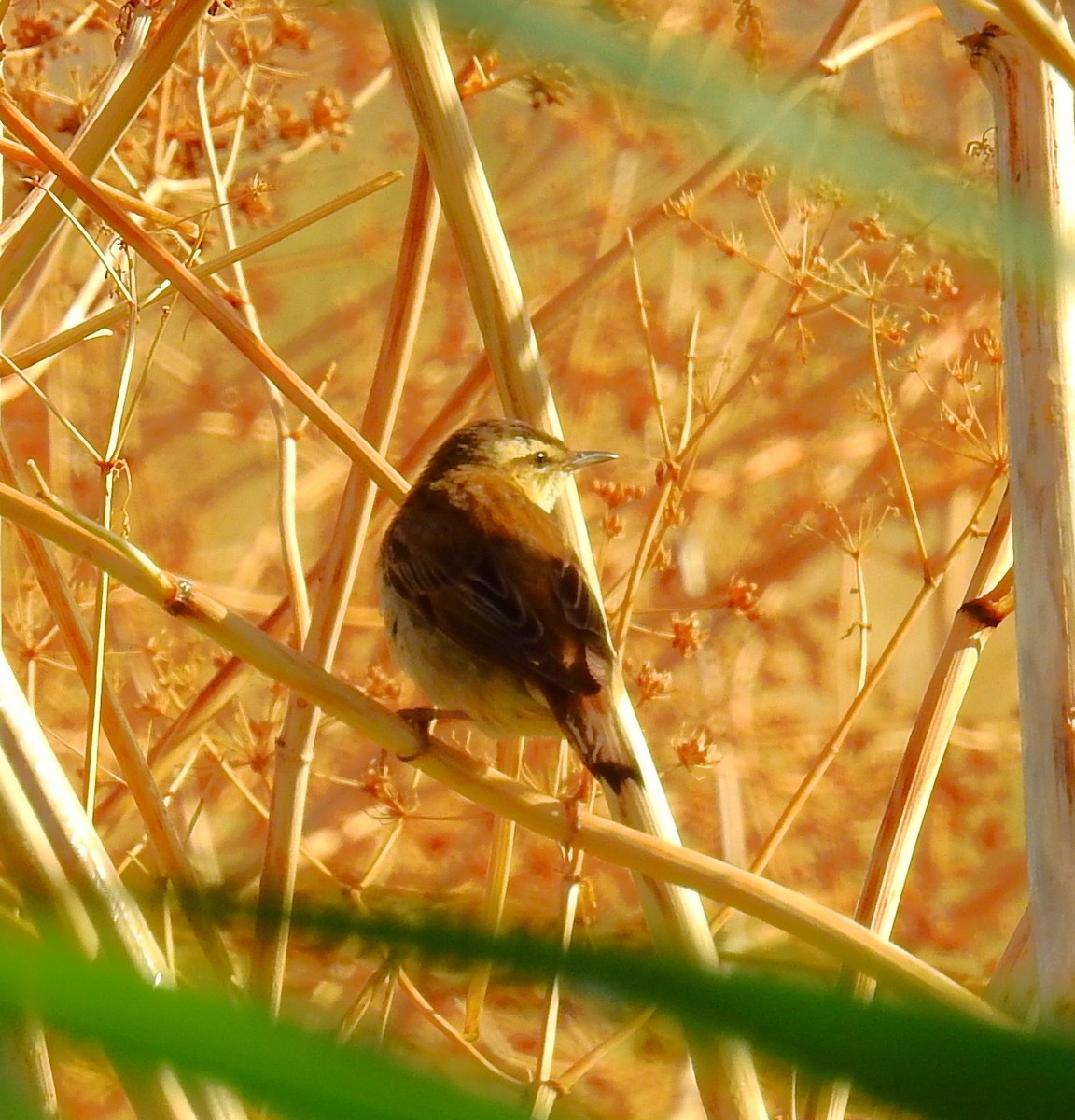 Sedge Warbler - ML642158007