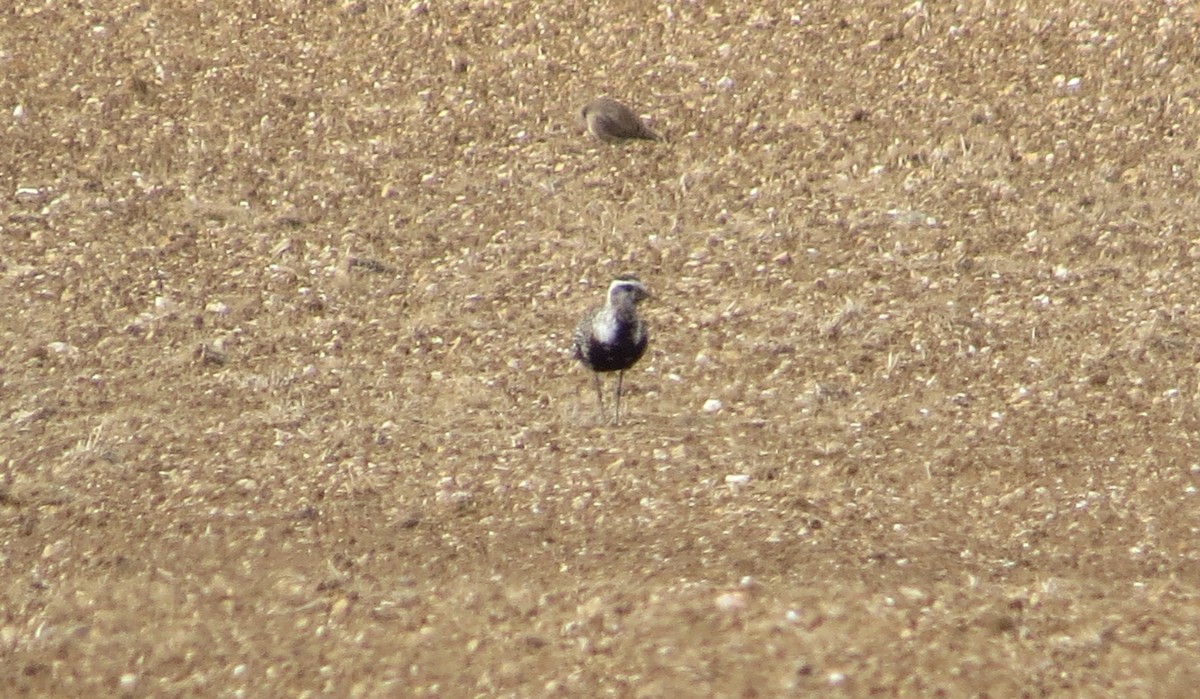 American Golden-Plover - ML642158034