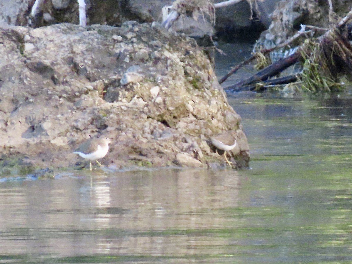 Spotted Sandpiper - ML642158091