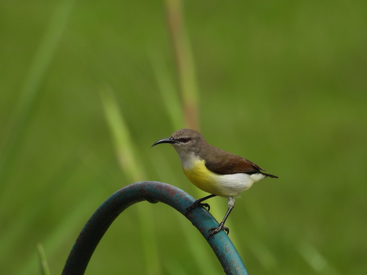 Purple-rumped Sunbird - ML642158108