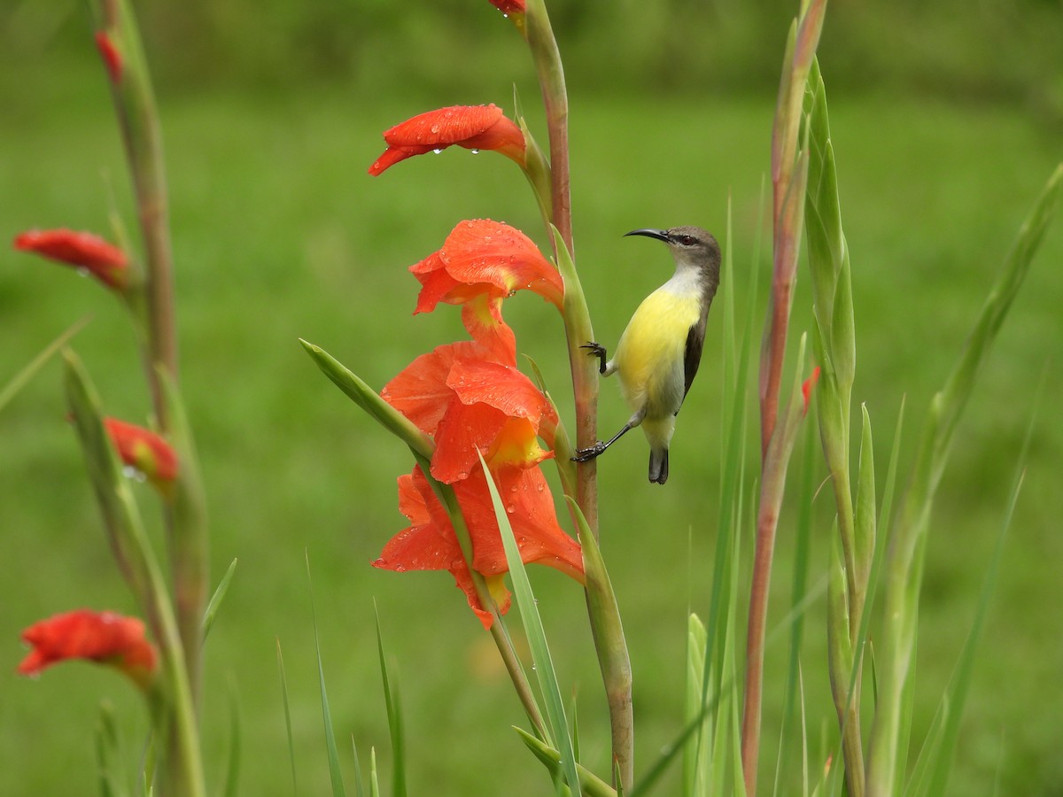 Purple-rumped Sunbird - ML642158110
