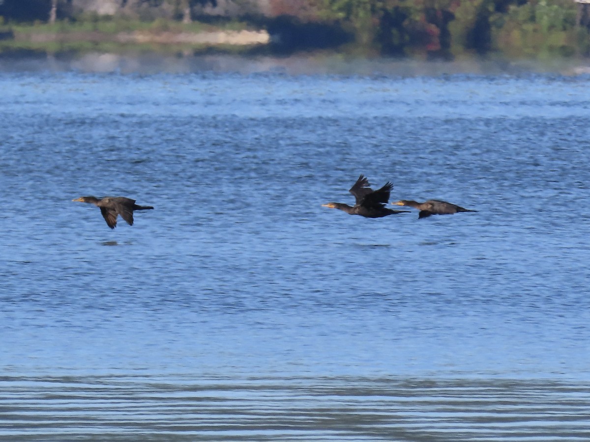 Double-crested Cormorant - ML642158115