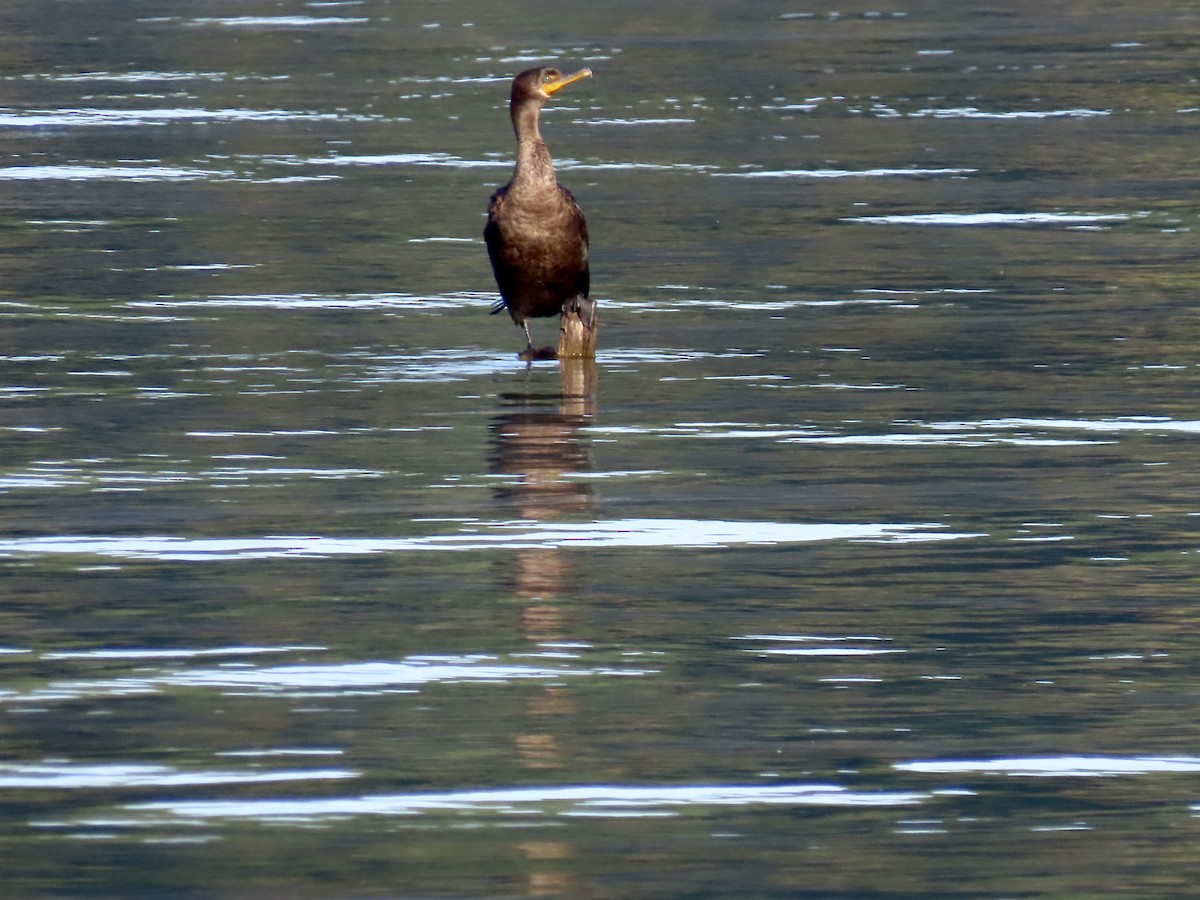 Double-crested Cormorant - ML642158116