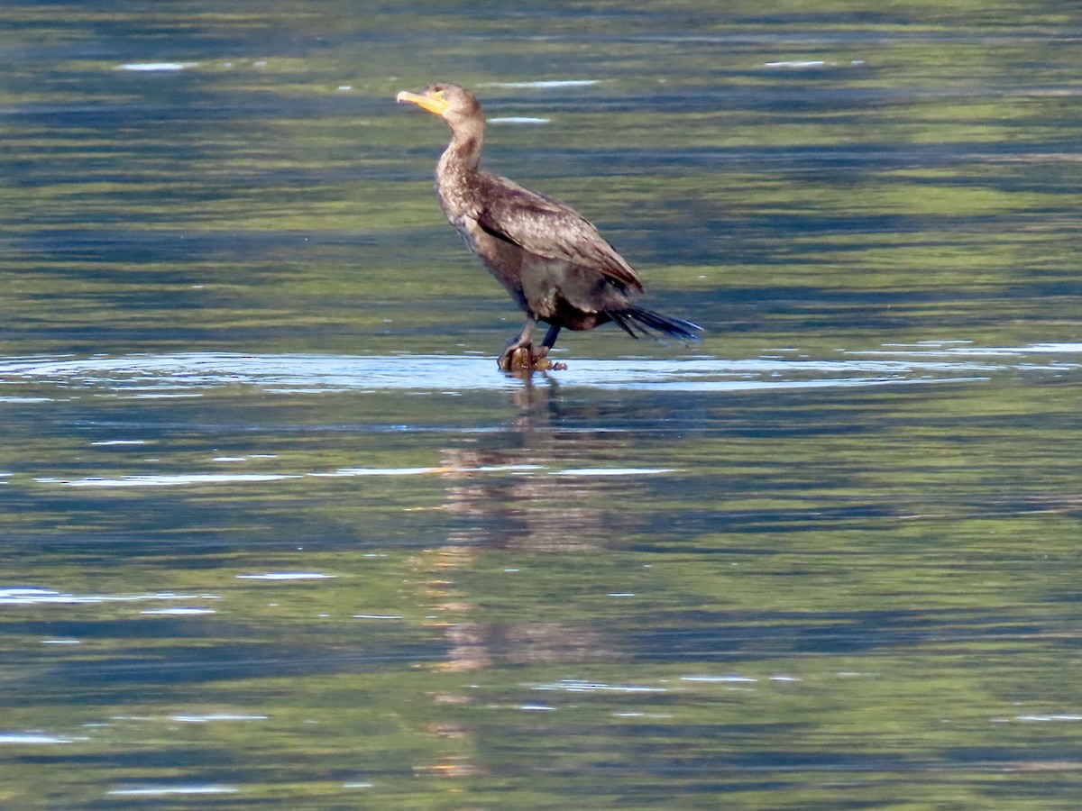 Double-crested Cormorant - ML642158117
