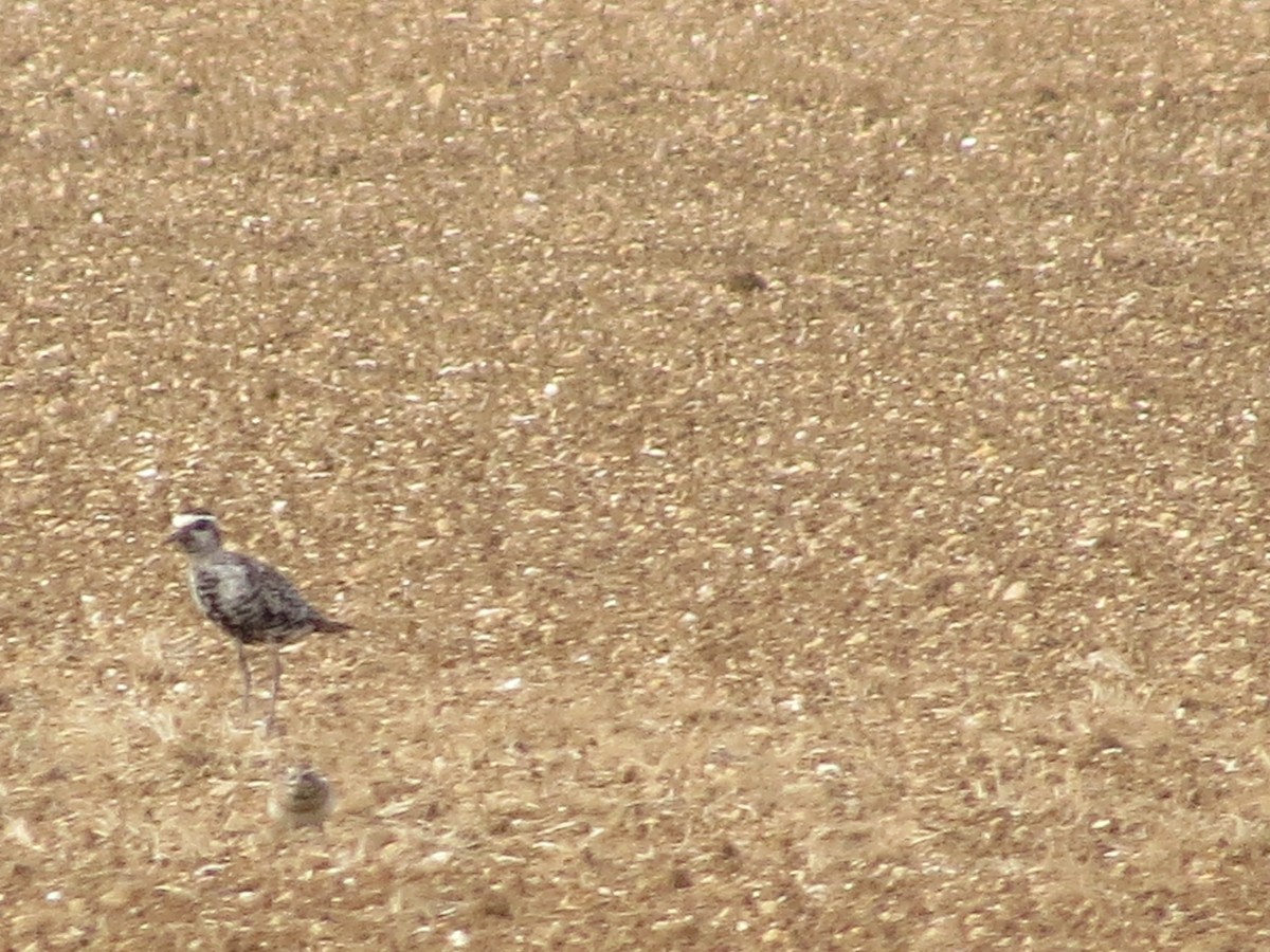 American Golden-Plover - ML642158120