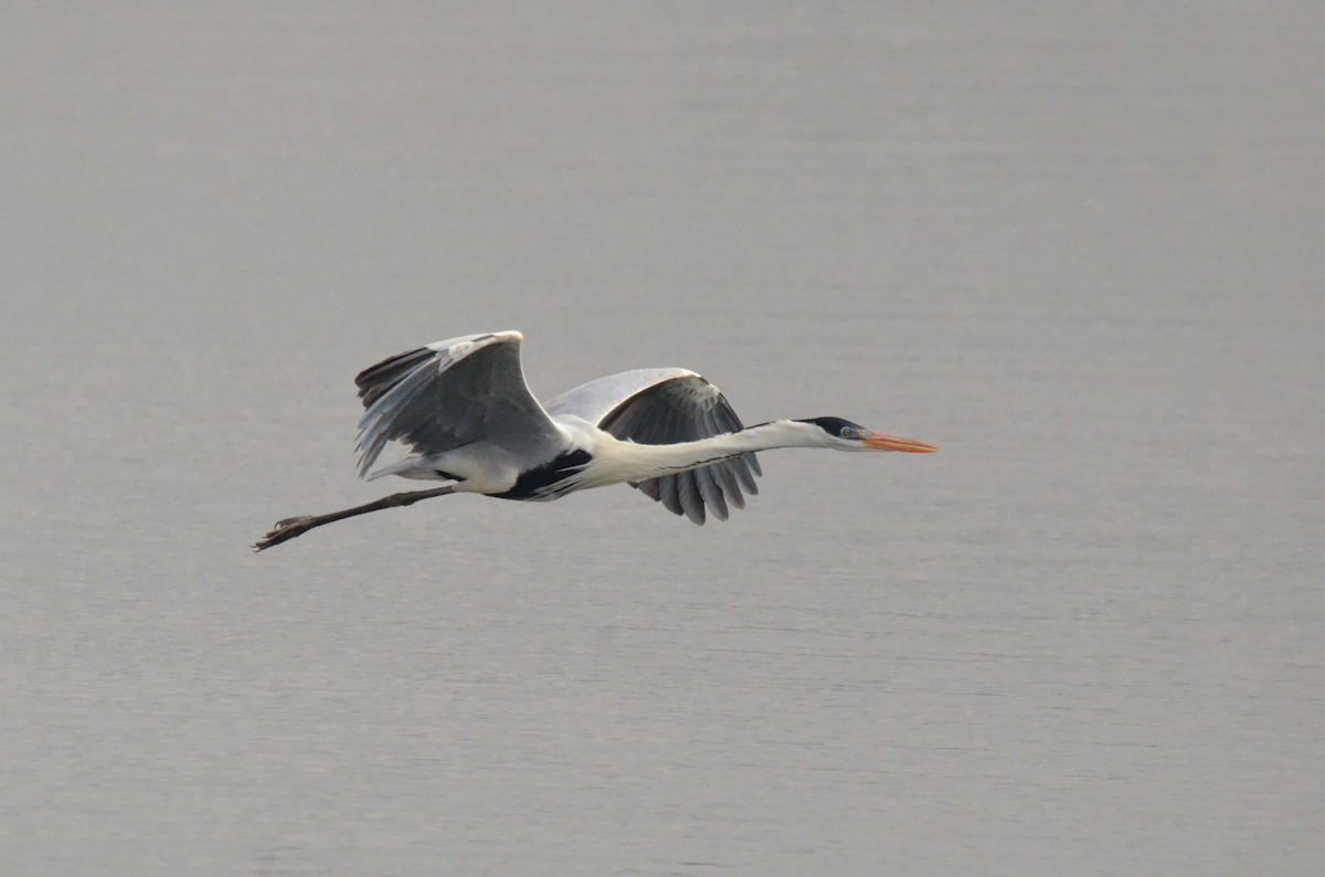 Cocoi Heron - ML642158134