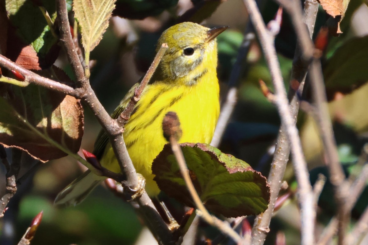 Prairie Warbler - ML642158138