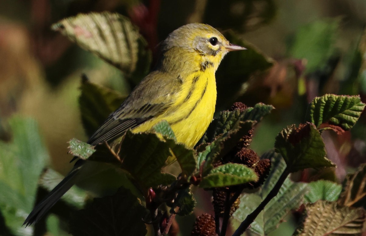 Prairie Warbler - ML642158139