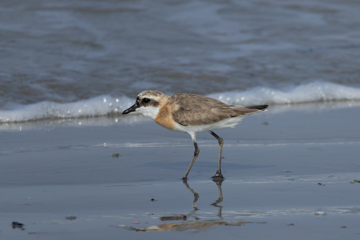 Tibetan Sand-Plover - ML642158140