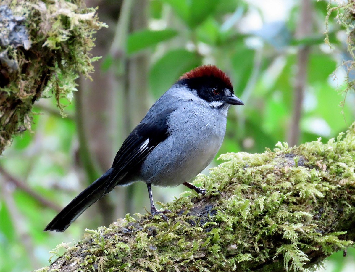 Northern Slaty Brushfinch - ML642158144