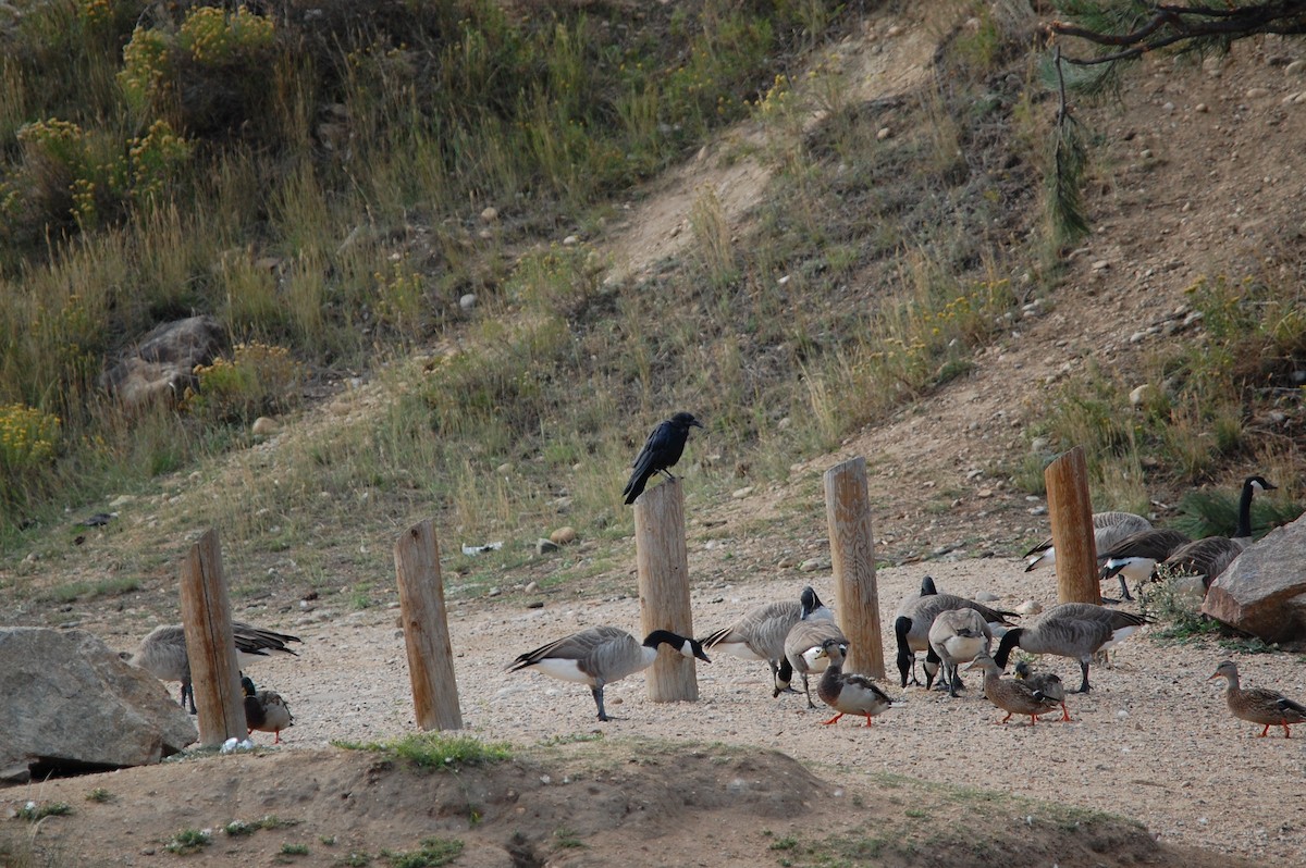 American Crow - ML642158145