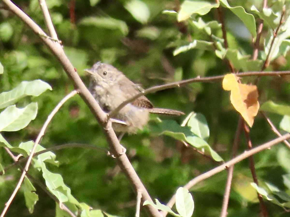 Northern House Wren - ML642158147