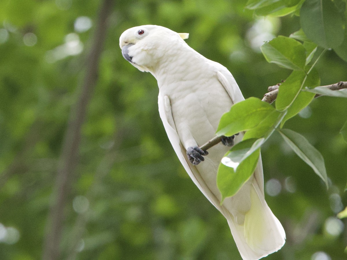 Yellow-crested Cockatoo - ML642158150