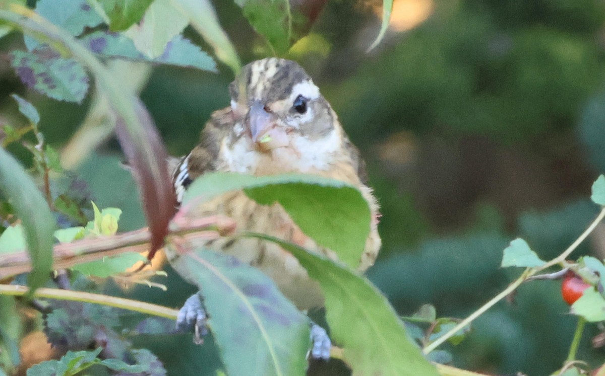Rose-breasted Grosbeak - ML642158152