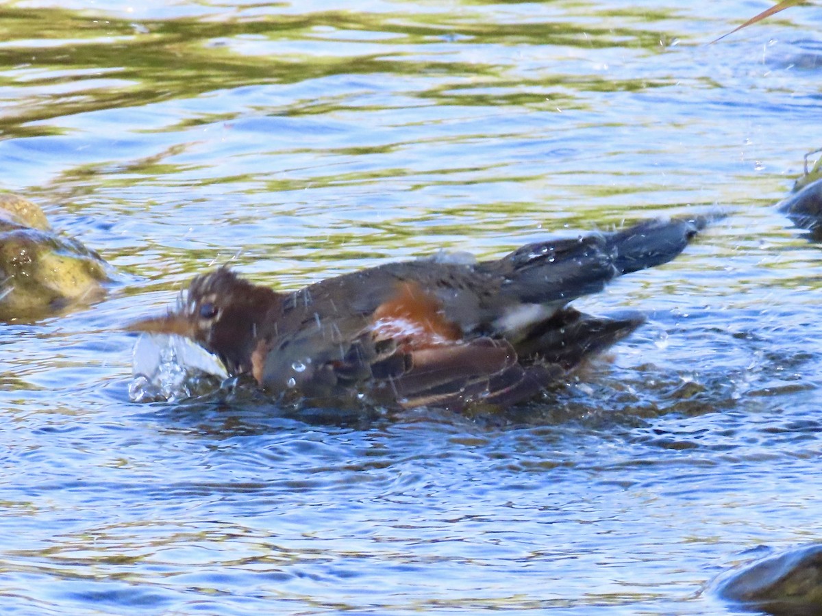 Zozo papargorria - ML642158153