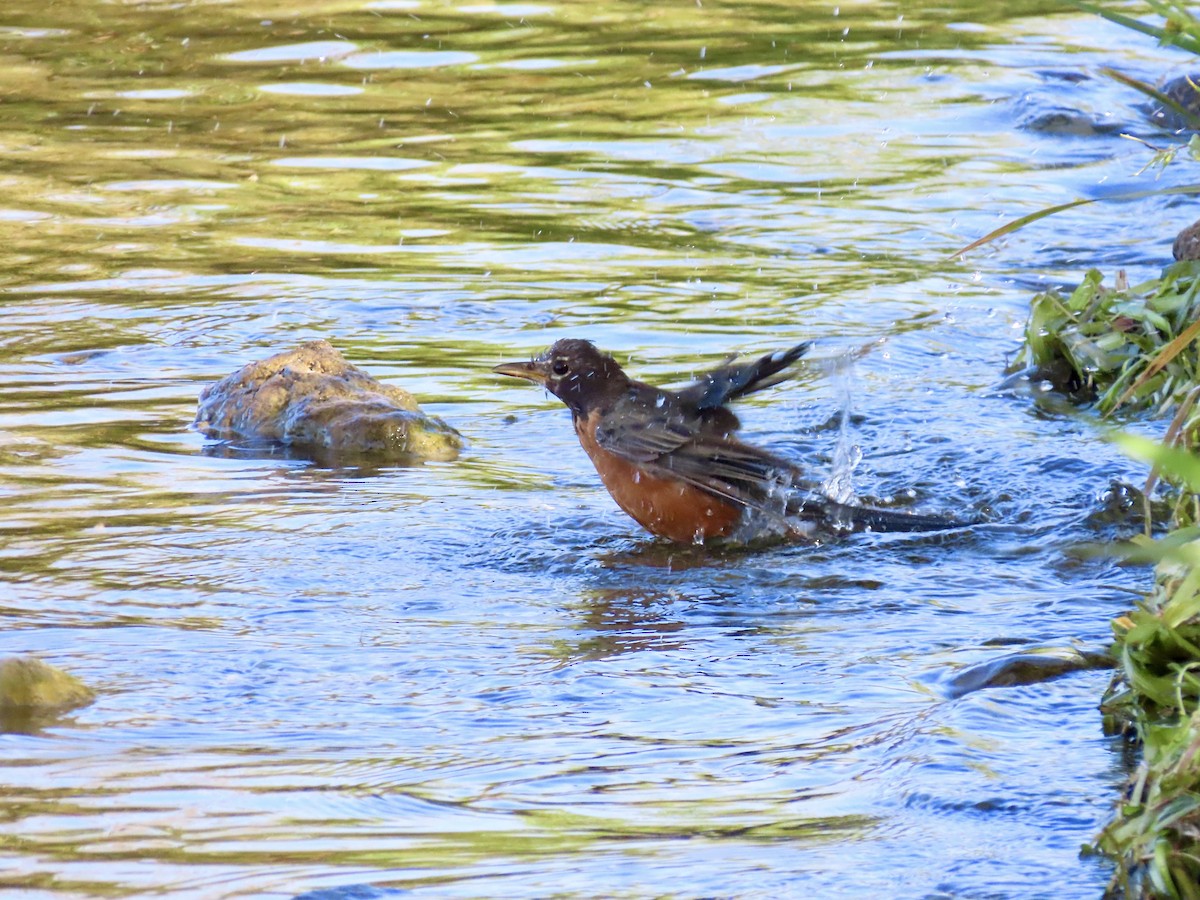 Zozo papargorria - ML642158154