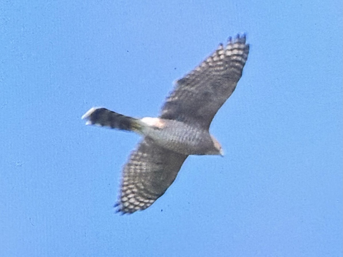 Cooper's Hawk - ML642158157