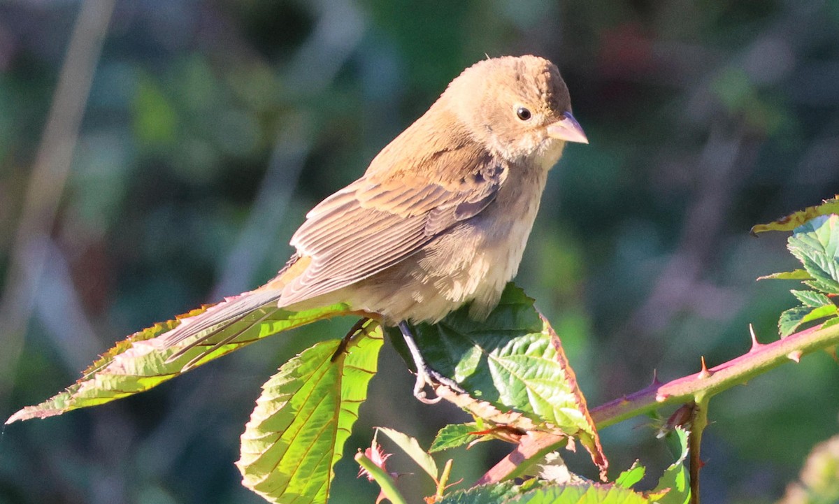 Indigo Bunting - ML642158159
