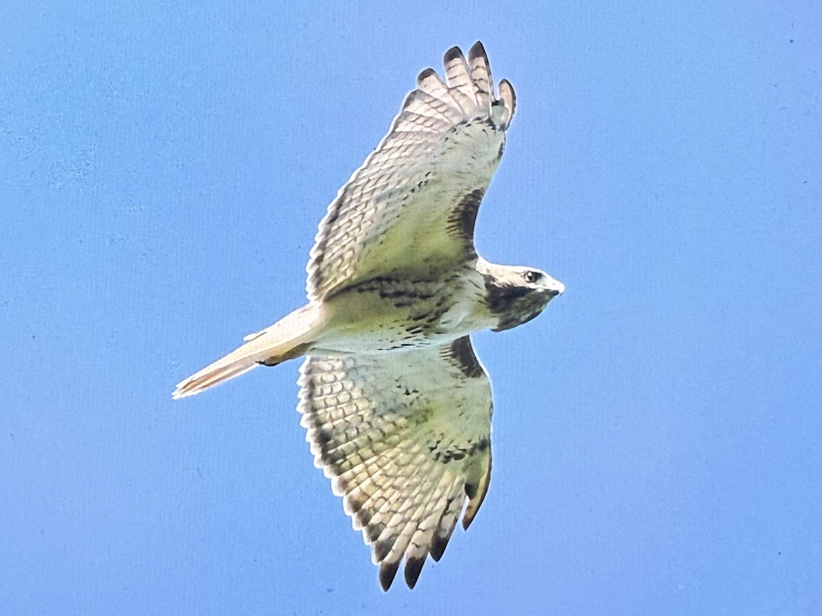 Zapelatz buztangorria - ML642158161