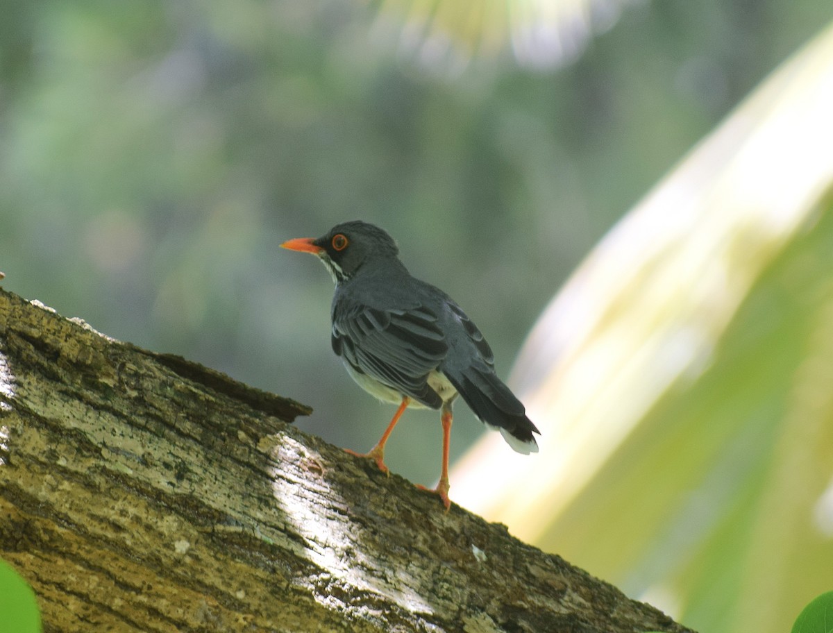 Red-legged Thrush (Antillean) - ML642158162
