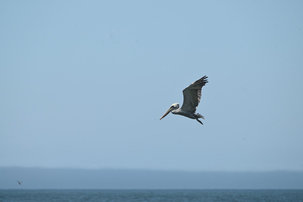 Brown Pelican - ML642158163