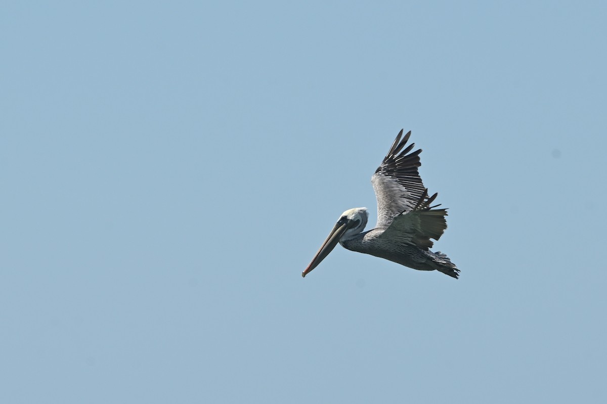Brown Pelican - ML642158167
