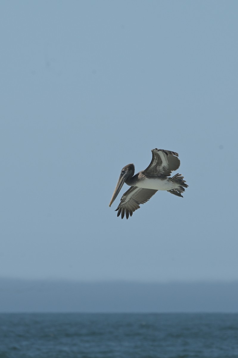 Brown Pelican - ML642158175