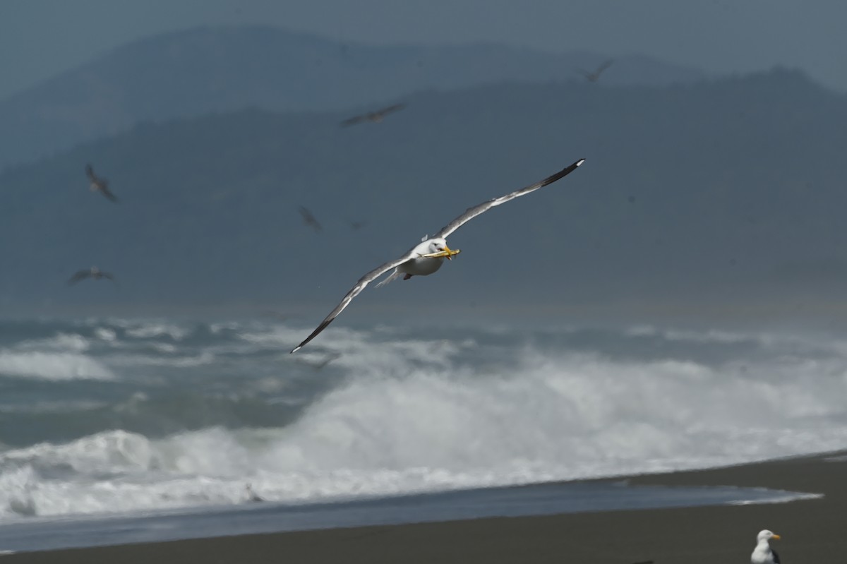 Gaviota Occidental - ML642158179