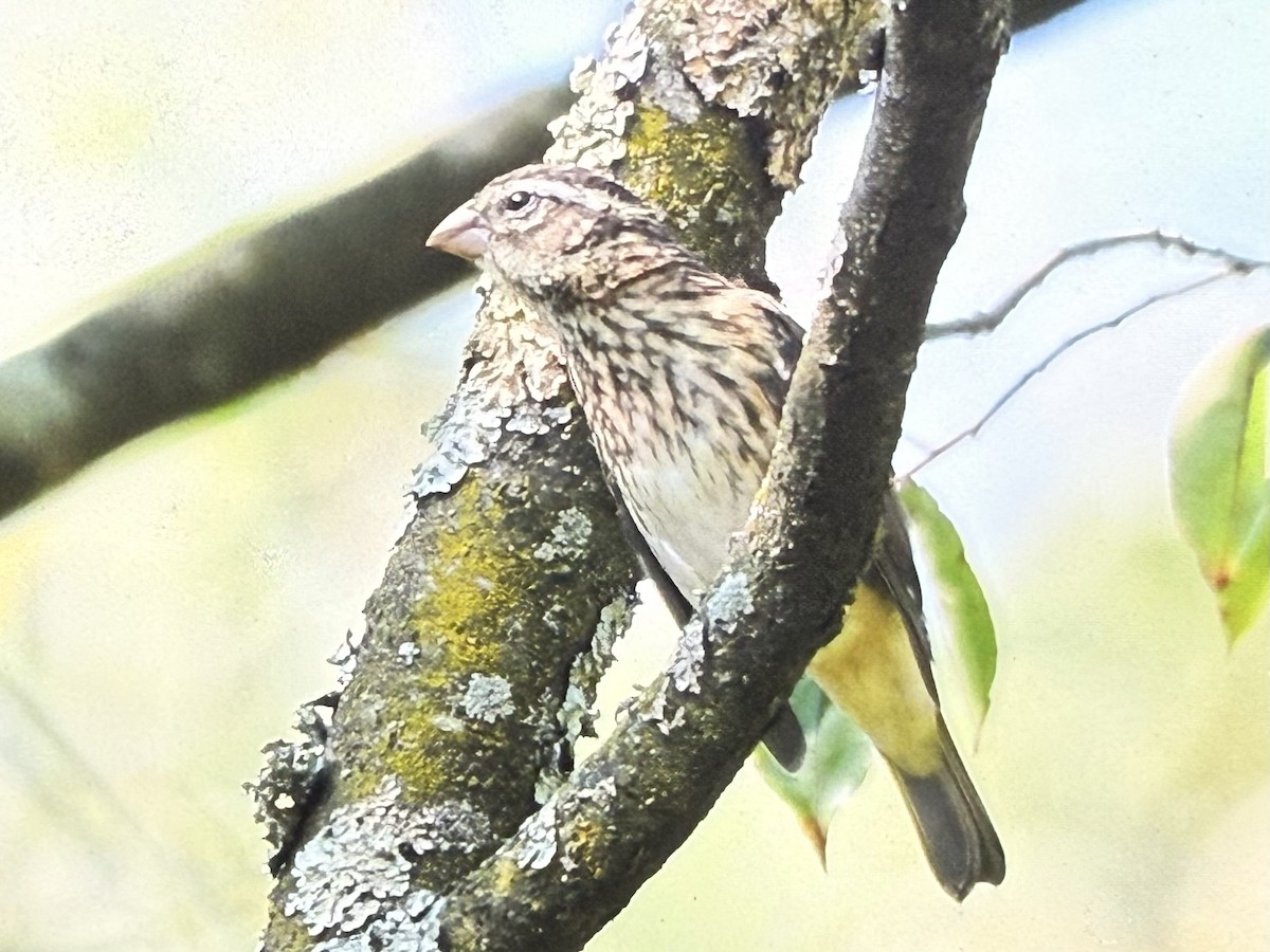 Rose-breasted Grosbeak - ML642158180