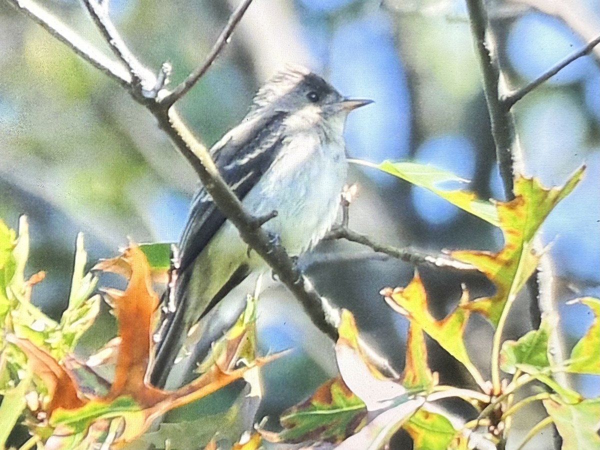 Eastern Wood-Pewee - ML642158186