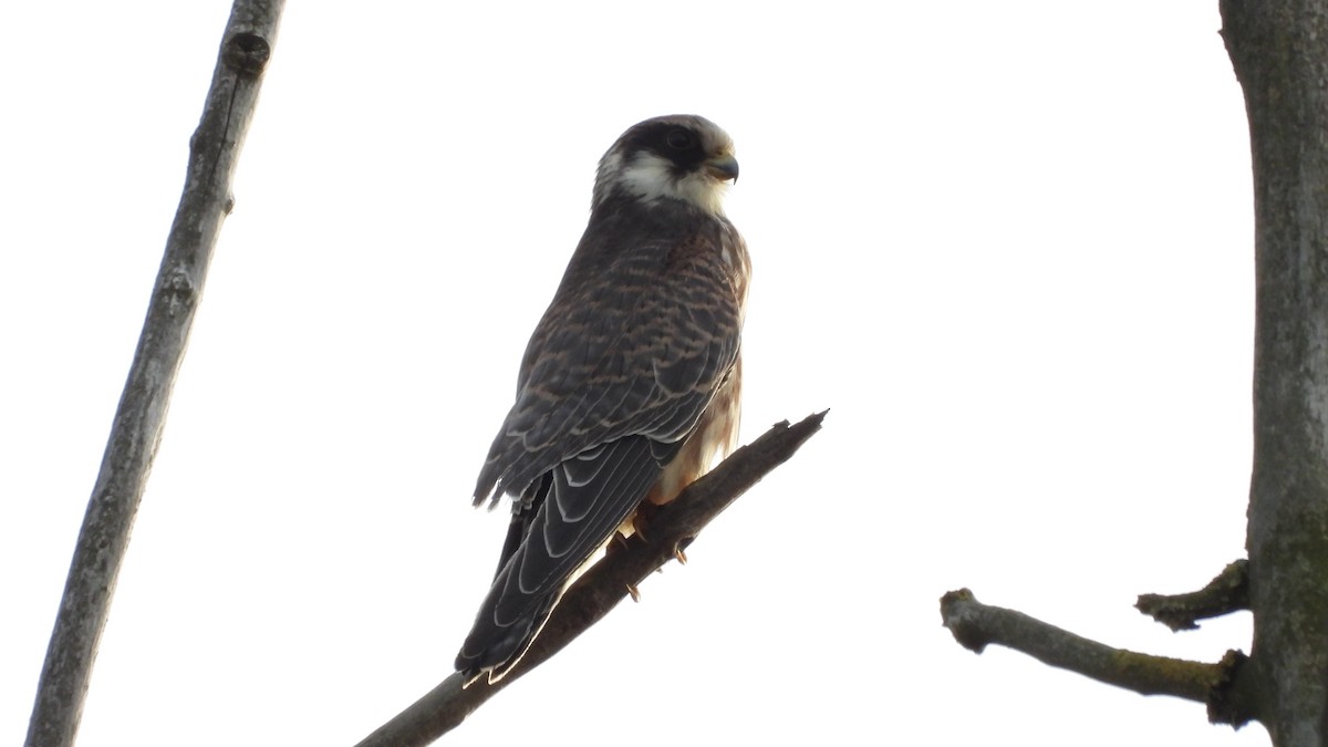 Red-footed Falcon - ML642158190
