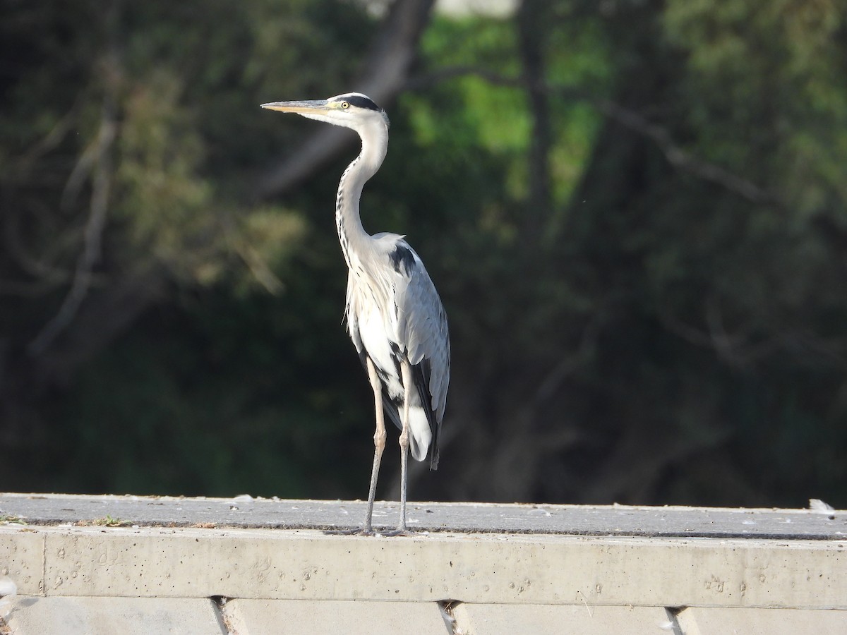 Gray Heron - ML642158200