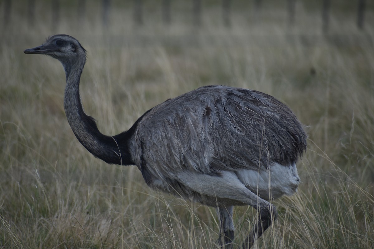Greater Rhea - ML642158213