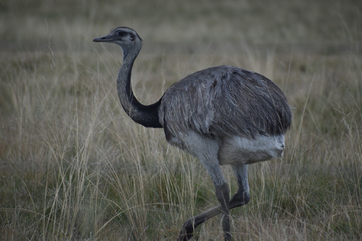 Greater Rhea - ML642158215