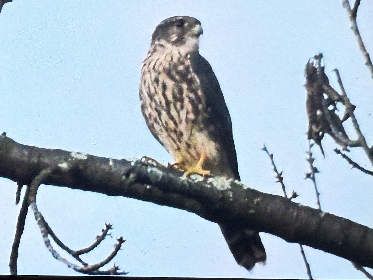 Merlin - ML642158216