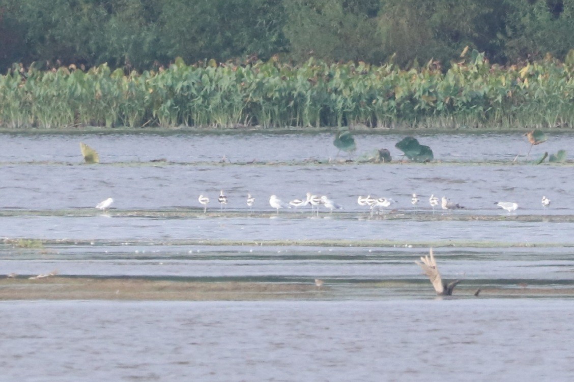 American Avocet - ML642158220