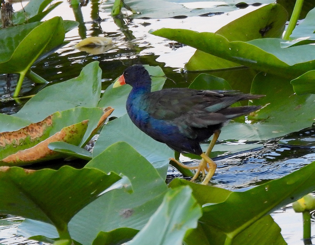 Purple Gallinule - ML642158223