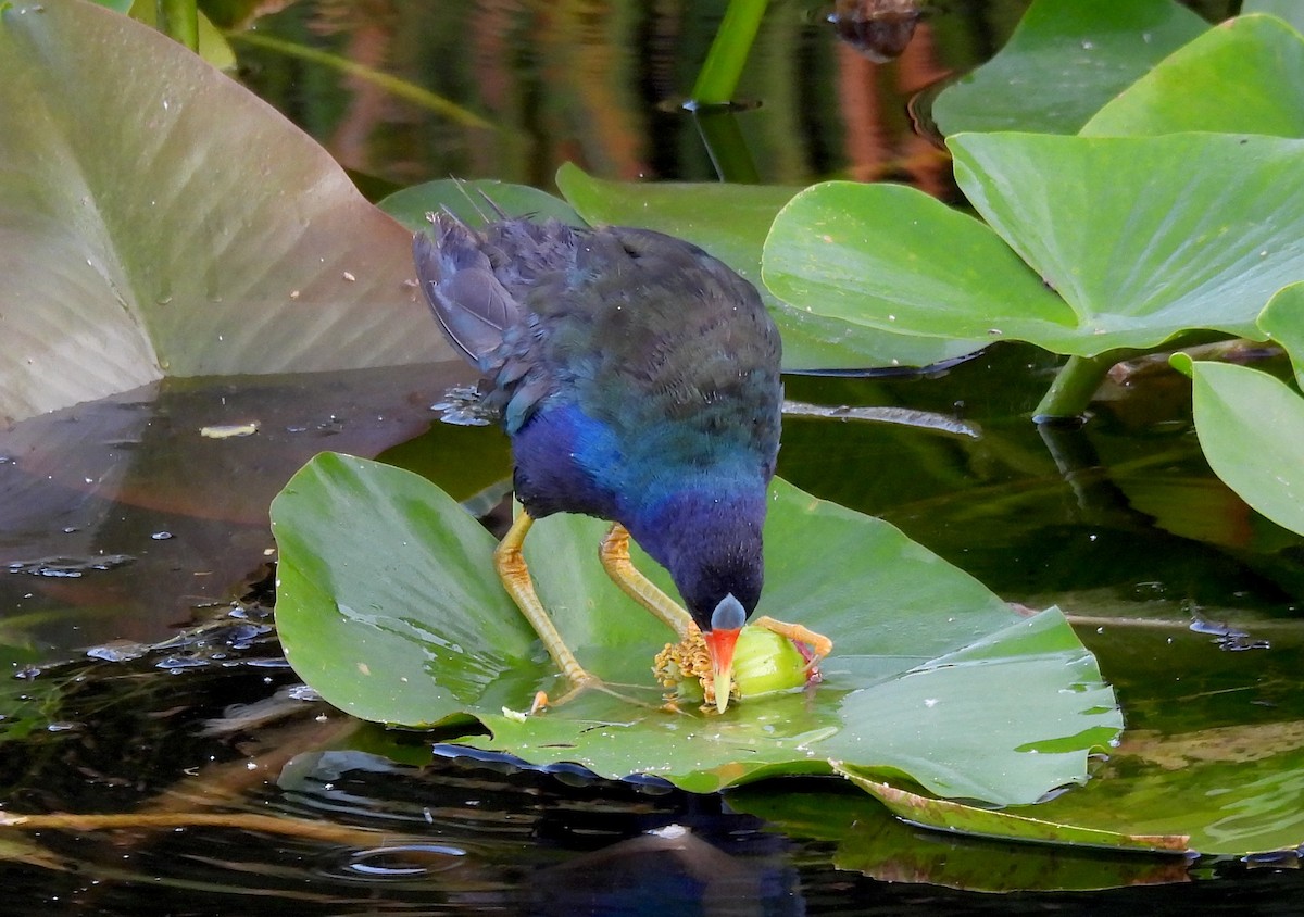 Purple Gallinule - ML642158224