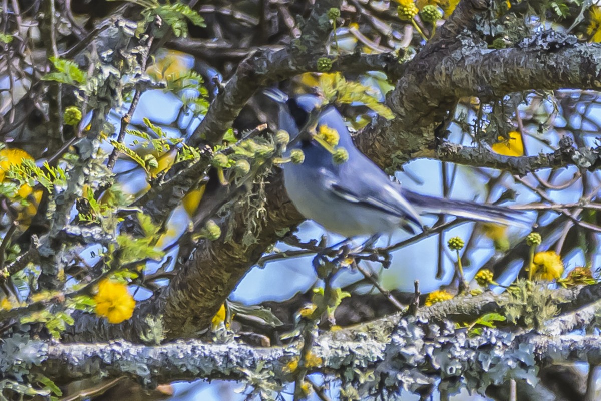 Masked Gnatcatcher - ML642158225