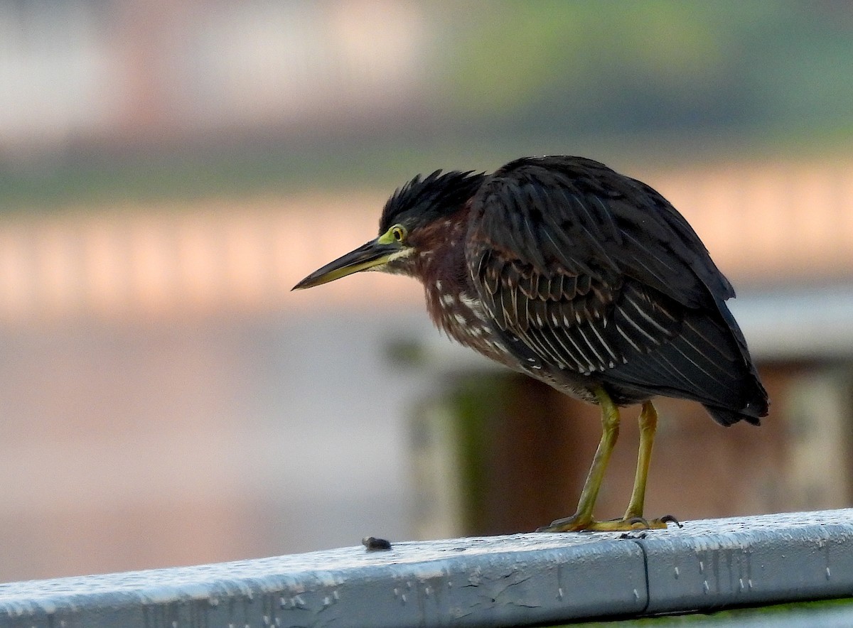Green Heron - ML642158232