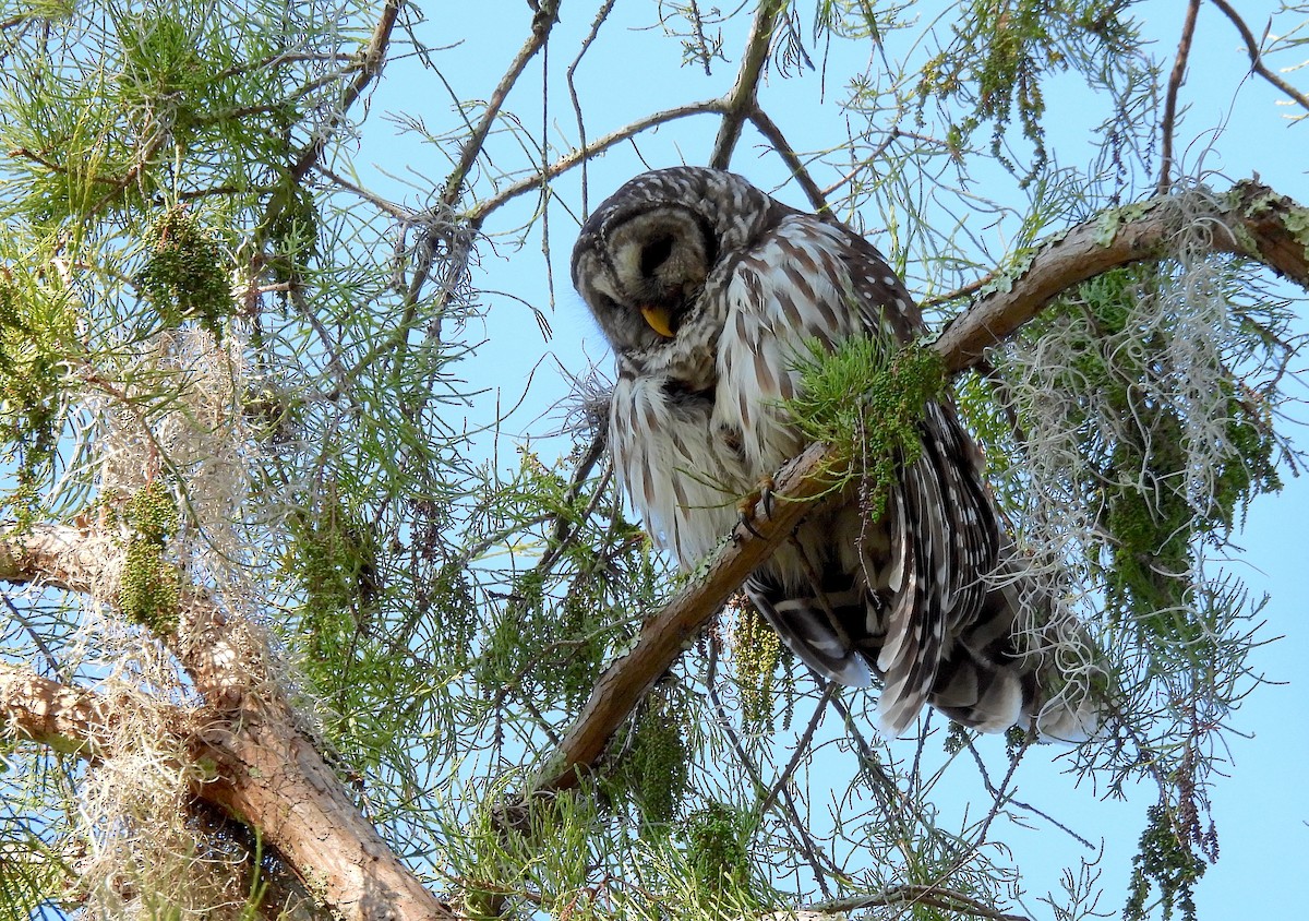 Barred Owl - ML642158234
