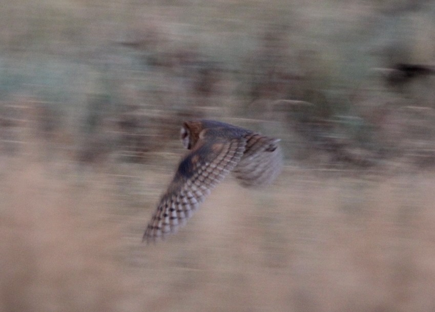 American Barn Owl - ML642158236