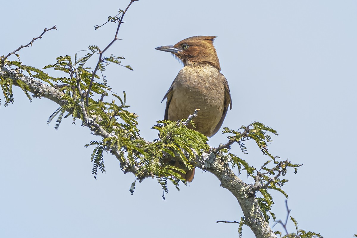 Brown Cacholote - ML642158238