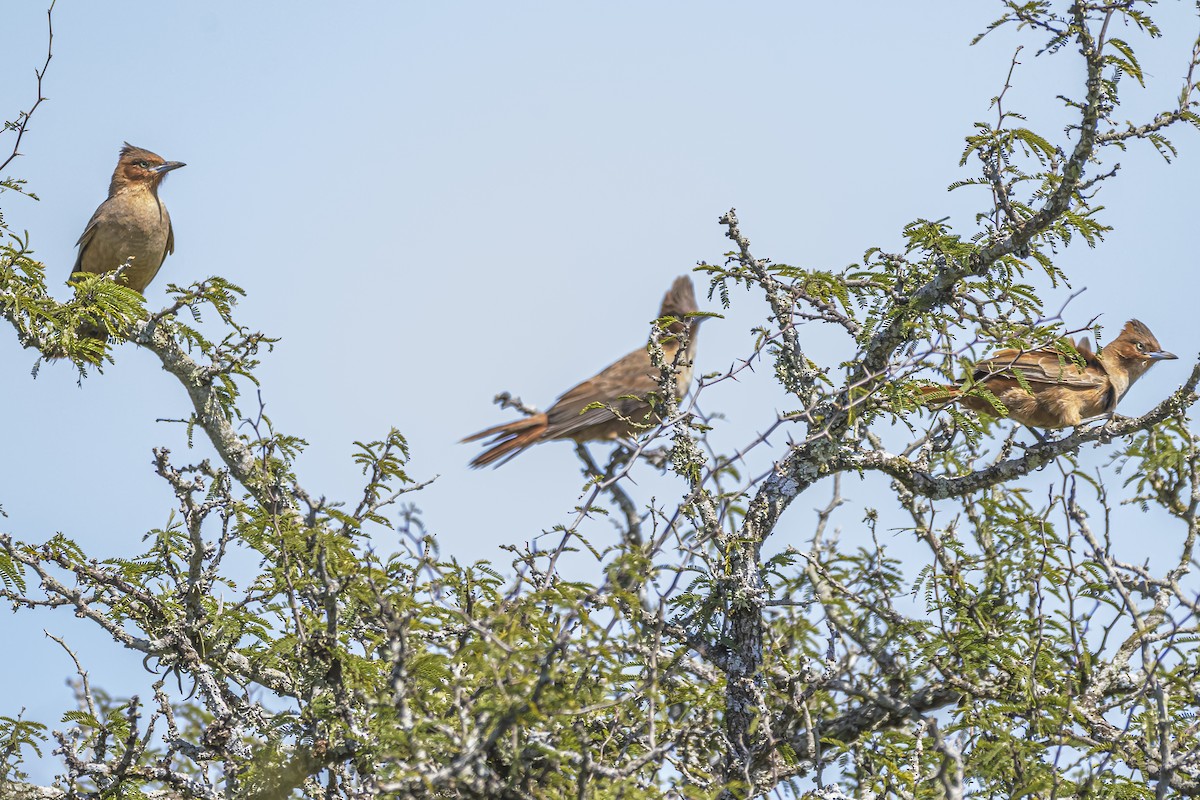 Brown Cacholote - ML642158240