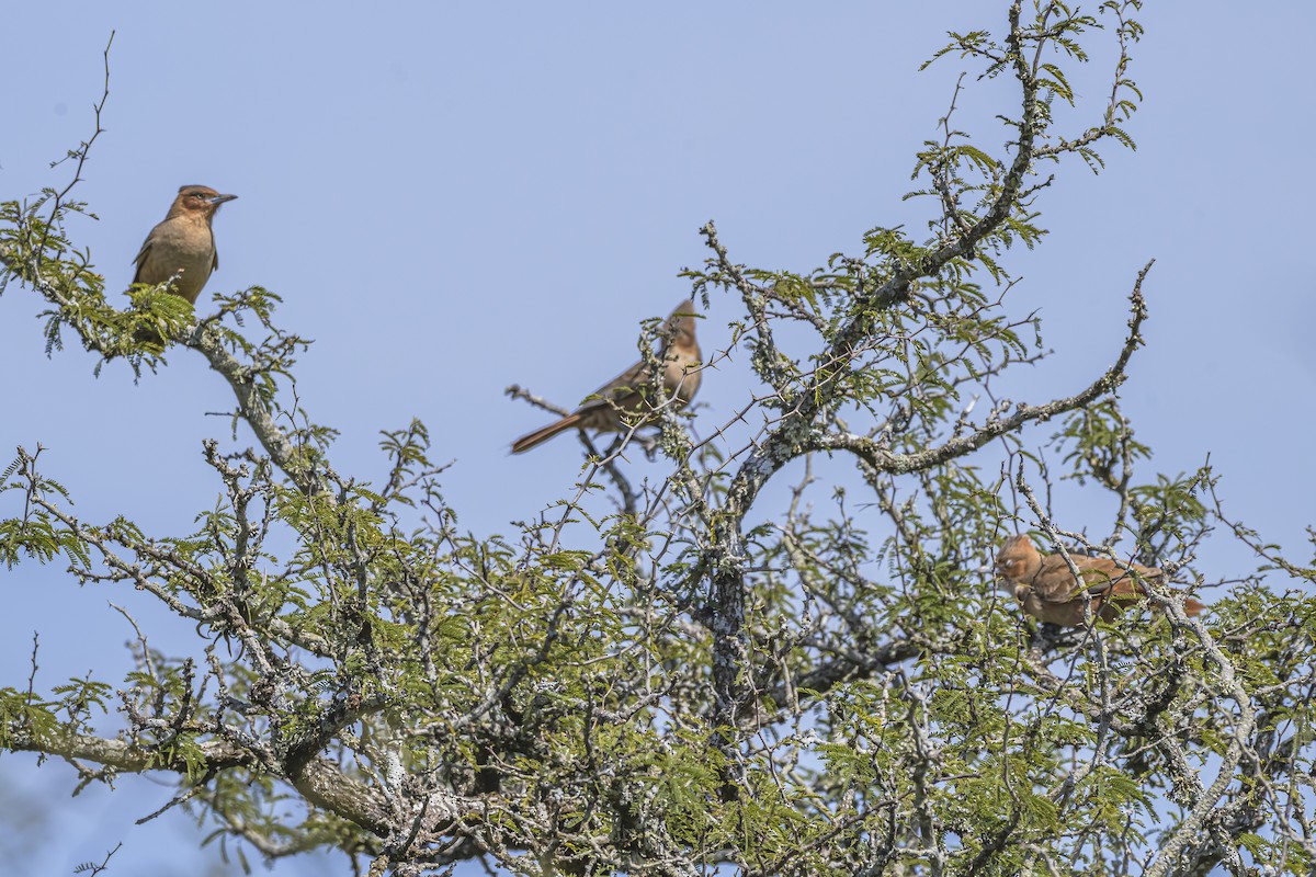 Brown Cacholote - ML642158241