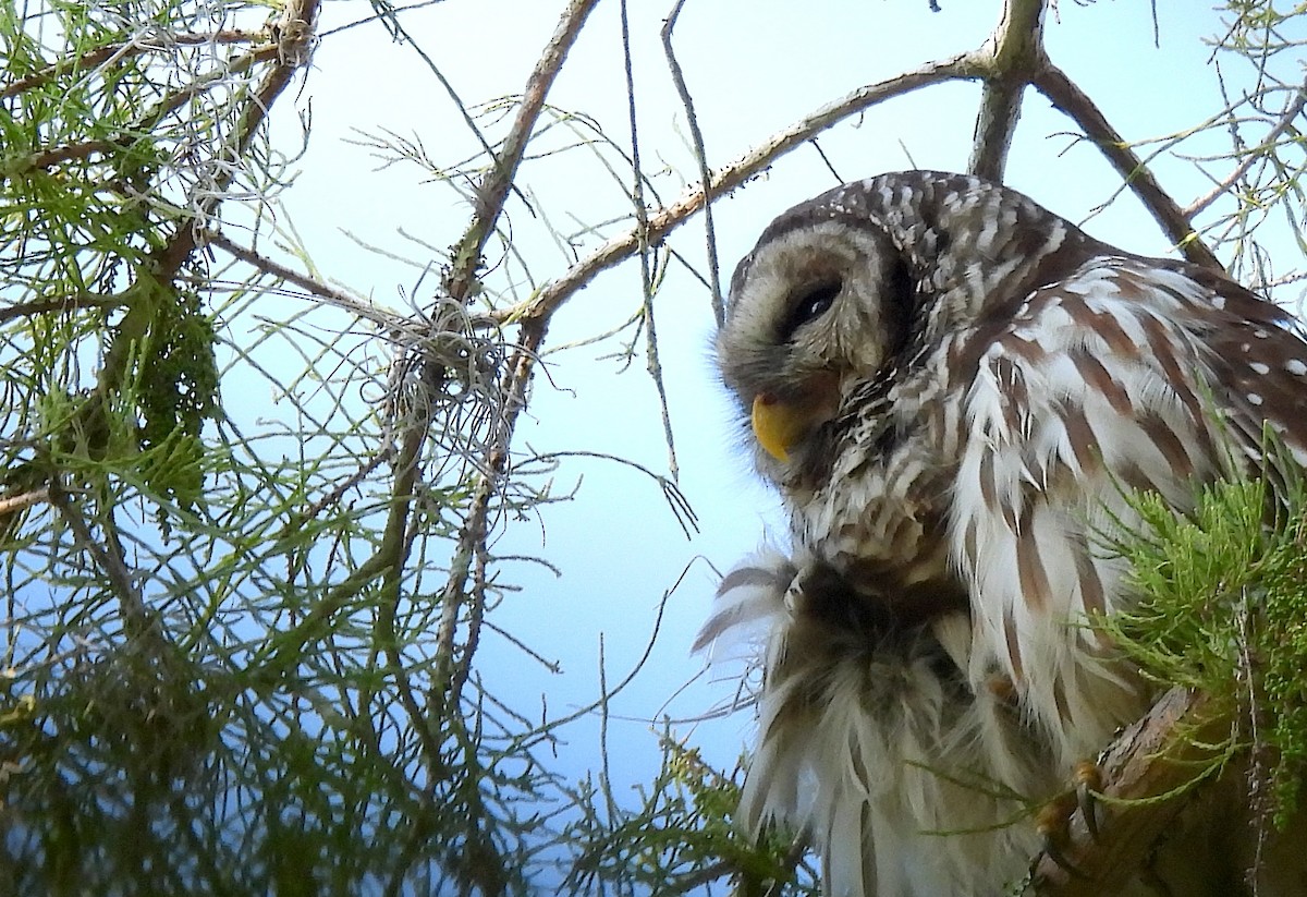 Barred Owl - ML642158242