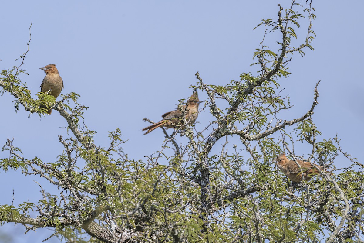 Brown Cacholote - ML642158243