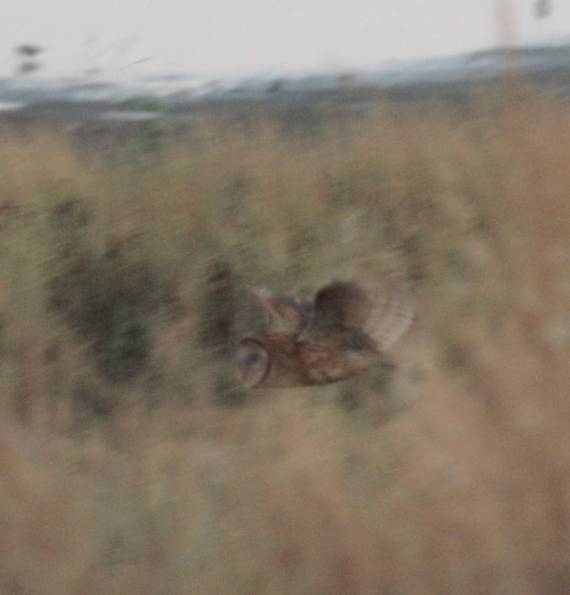 American Barn Owl - ML642158245