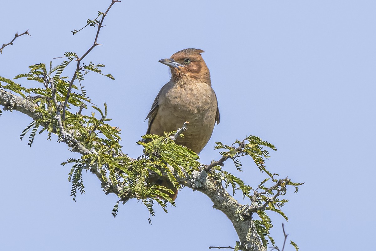 Brown Cacholote - ML642158246